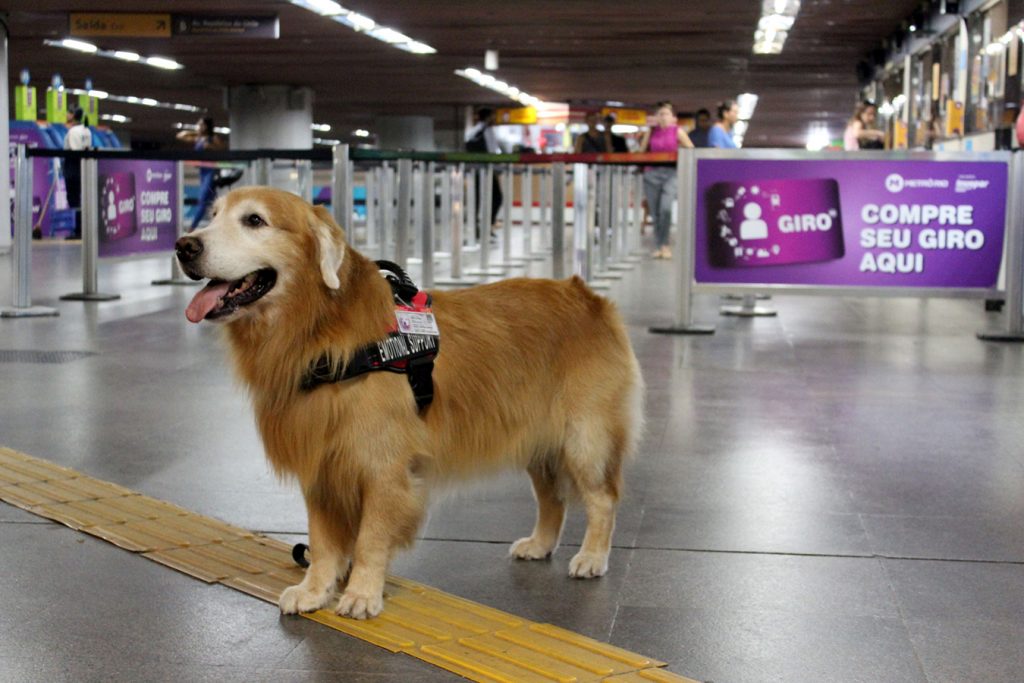 Leia mais sobre o artigo MetrôRio dá a primeira autorização para circulação de cão de suporte emocional